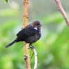 Blue-black Grassquit