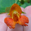 Spotted Jewelweed