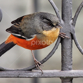 by Edson Leguth - Animals Birds