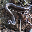 Brown snake (aka DeKay's snake)