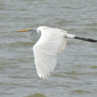 Great Egret