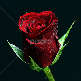 RED ROSE by Almas Bavcic - Flowers Single Flower