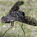 Anthrax Bee Fly