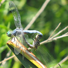 Blue Dasher