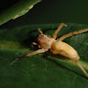 Black-footed Yellow Sac Spider