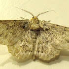 Geometrid Moth