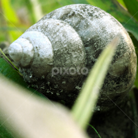 Close Ups In Nature! by Annesha Dasgupta - Uncategorized All Uncategorized