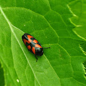 Black-and-red Froghopper