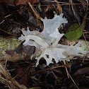 White Jelly Fungus.