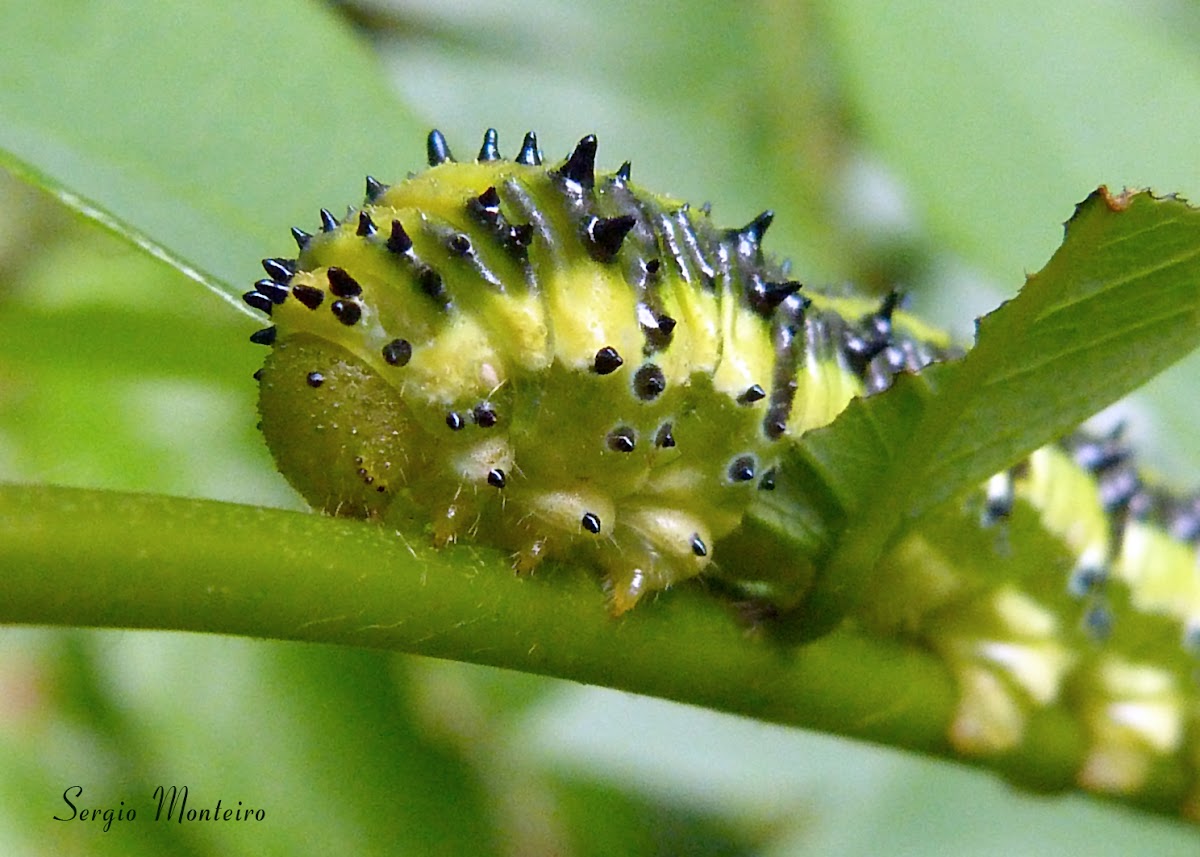 Phoebis philea caterpillar