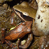 Saddled Tree frog