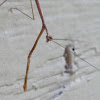 Grass-like Mantis