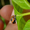 Multicolored Asian Lady Beetle life cycle
