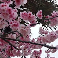 巧克力雲莊