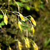 mini orquidea,Platistelis