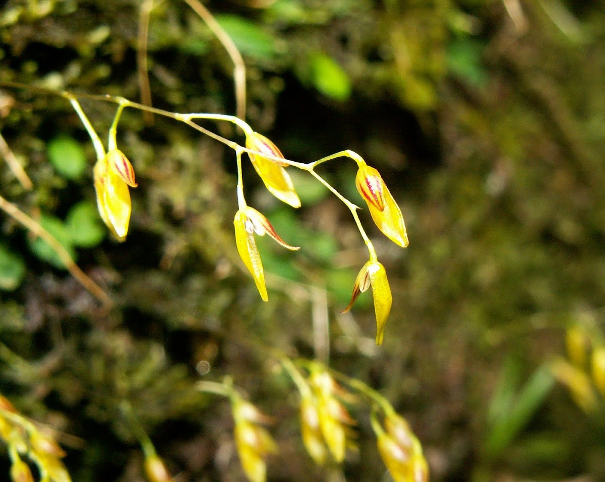 mini orquidea,Platistelis