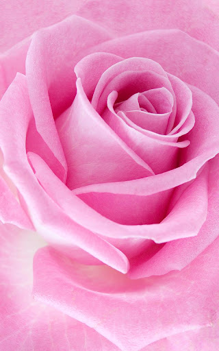 粉红色的玫瑰的动态壁纸