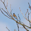 Reed Bunting