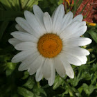 Shasta daisy