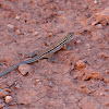 Arizone whiptail lizard