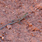 Arizone whiptail lizard