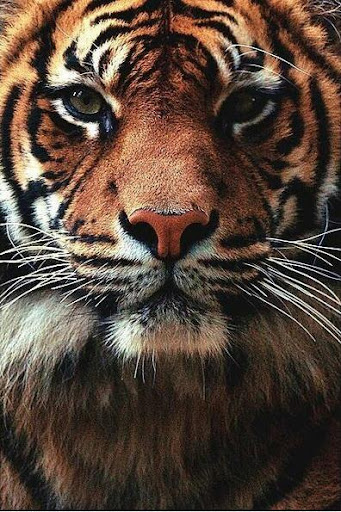 【免費個人化App】Tiger Wallpapers HD-APP點子