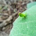 Green insect