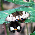Male & female Orchard Swallowtail Butterfly
