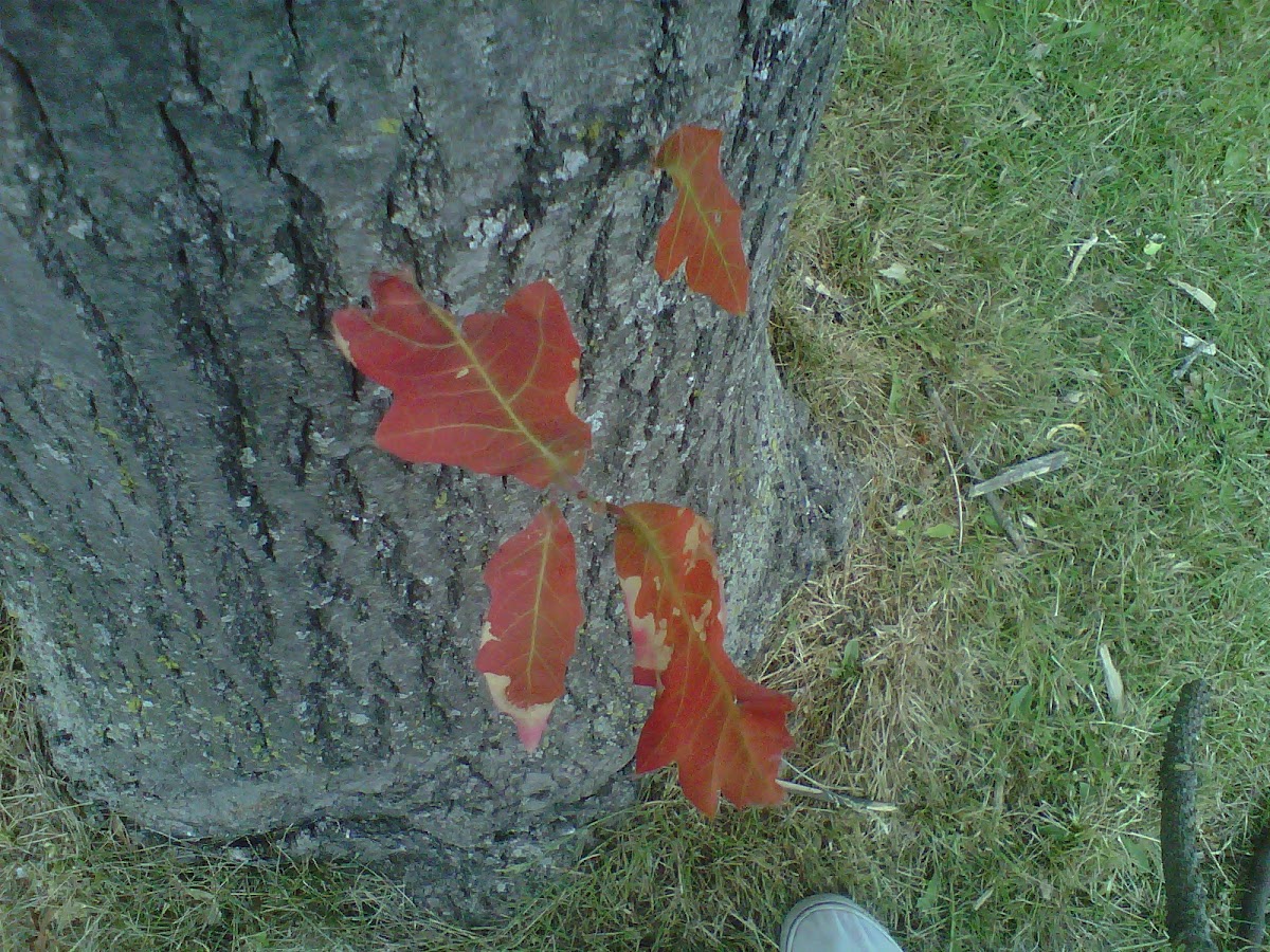 Northern red oak