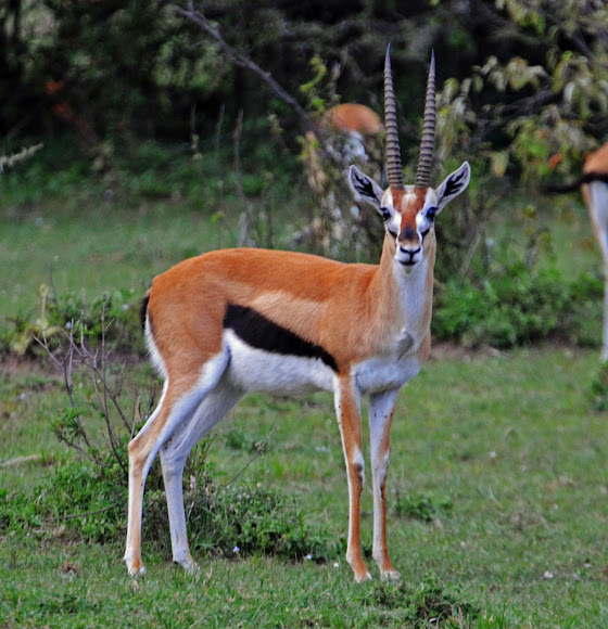 Thomson's gazelle | Project Noah