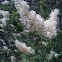 Ceanothus 