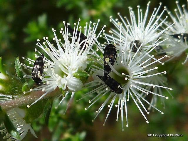 Pintail Beetle, aka Tumbling Flower Beetle