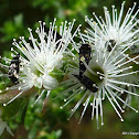 Pintail Beetle, aka Tumbling Flower Beetle