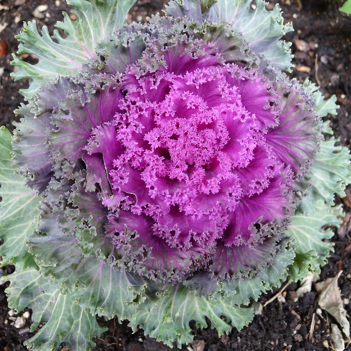 Flowering cabbage/ Kale