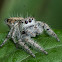 Jumping Spider ♀