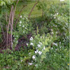 White flowers