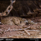 Grand Canyon Rattlesnake