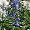 Spanish bluebell