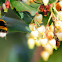 Buff-tailed bumblebee, abejorro común