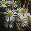 Flat-topped White Aster