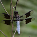 White-tailed Skimmer