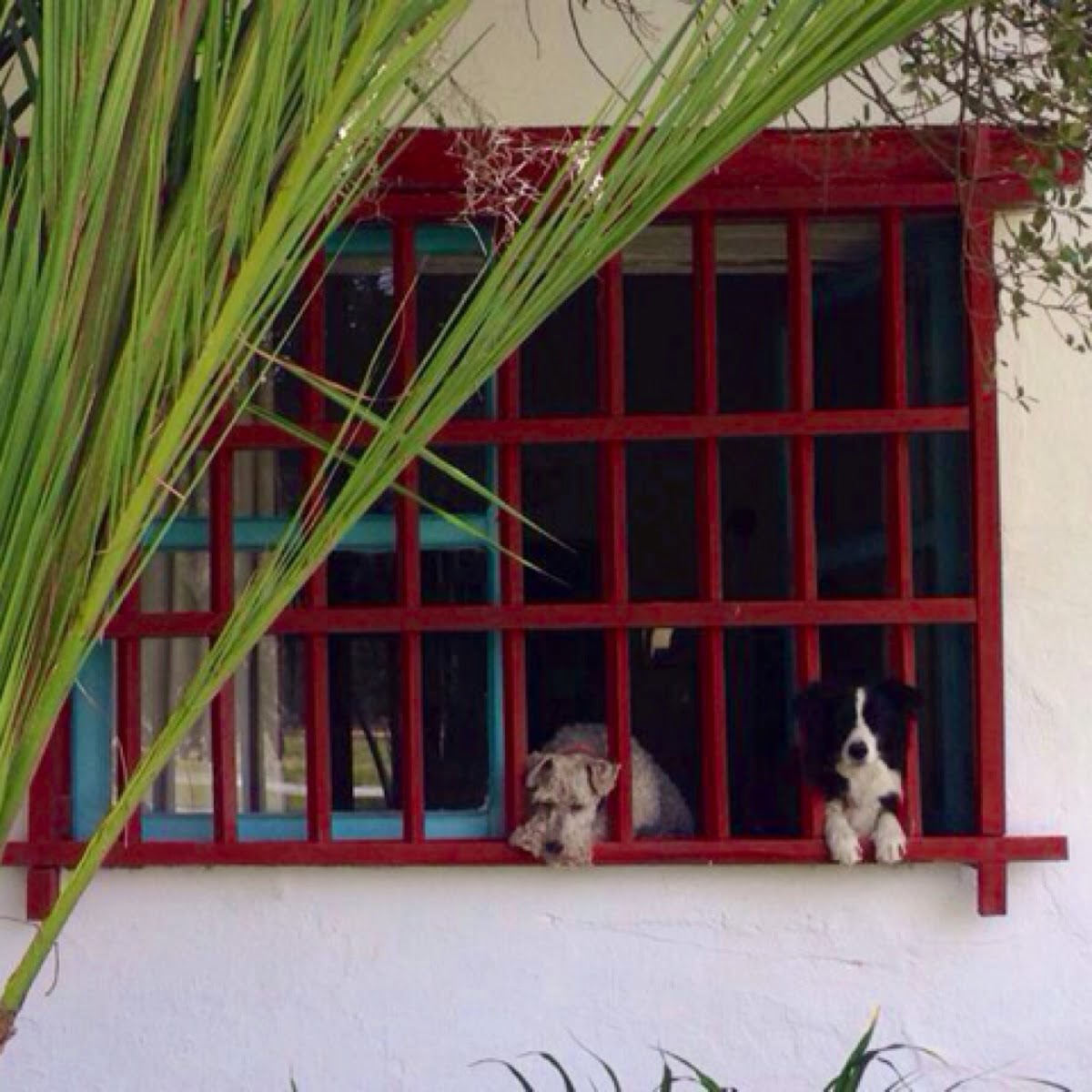 Fox terrier and border collie