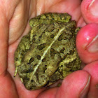 Fowler's Toad, male
