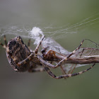 Garden Spider & Captured Crane Fly