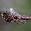 Garden Spider & Captured Crane Fly