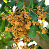 Split fruits of Carrotwood tree
