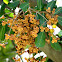 Split fruits of Carrotwood tree