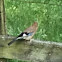 Eurasian Jay