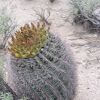 Barrel Cactus