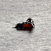 Harlequin Duck